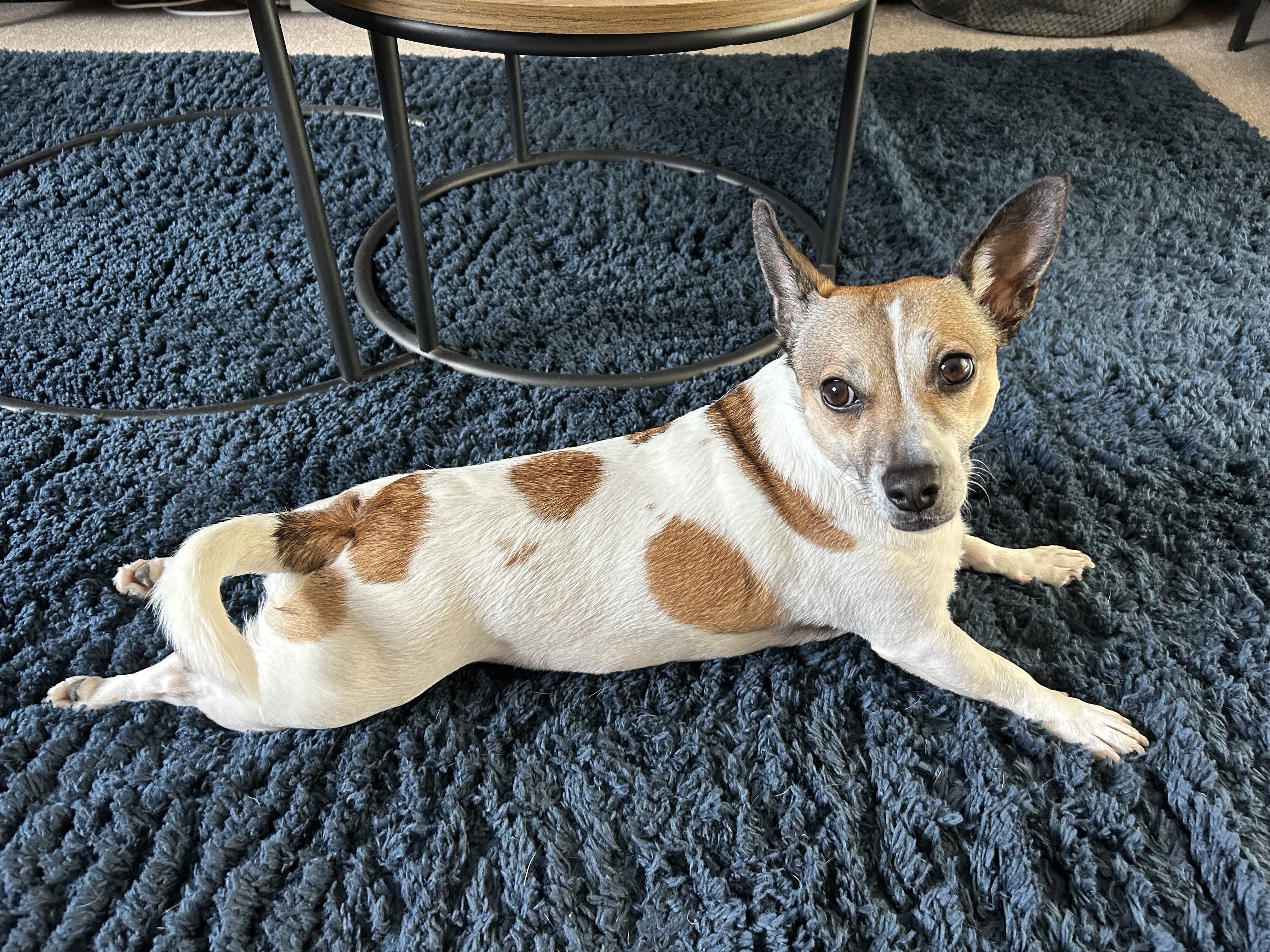 Penny stretched out