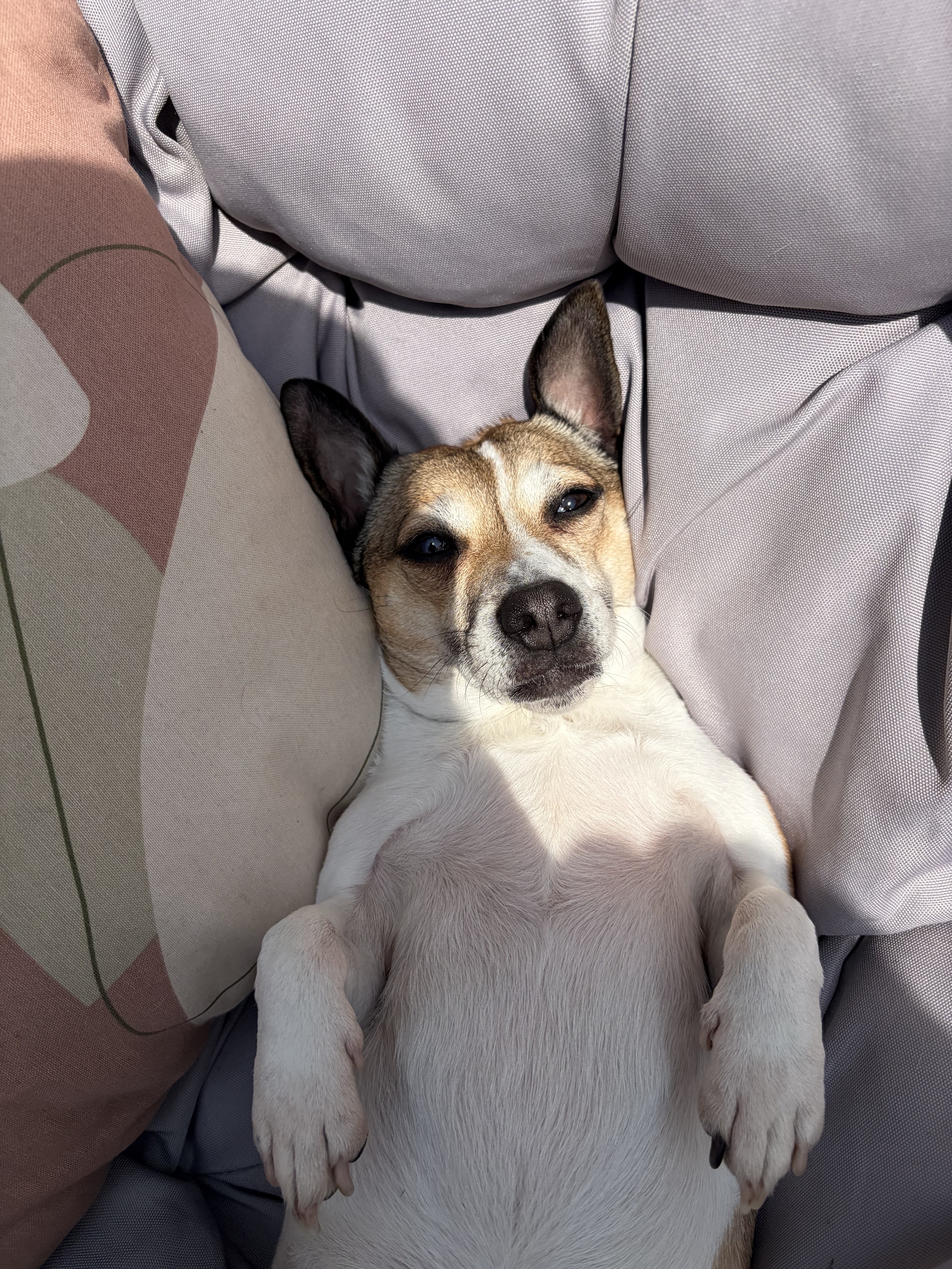Penny sunbathing